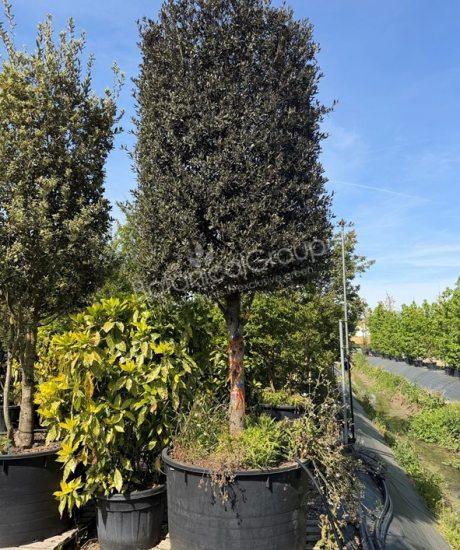 Quercus ilex cilinderkroon - Steeneik