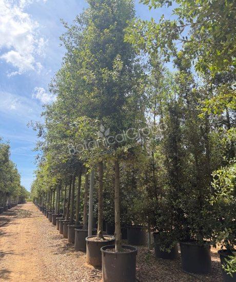 Quercus ilex - Steeneik cilinderkroon 