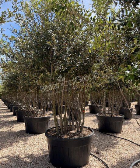 Quercus ilex - Steeneik