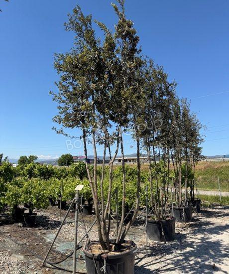 Quercus ilex - Steeneik