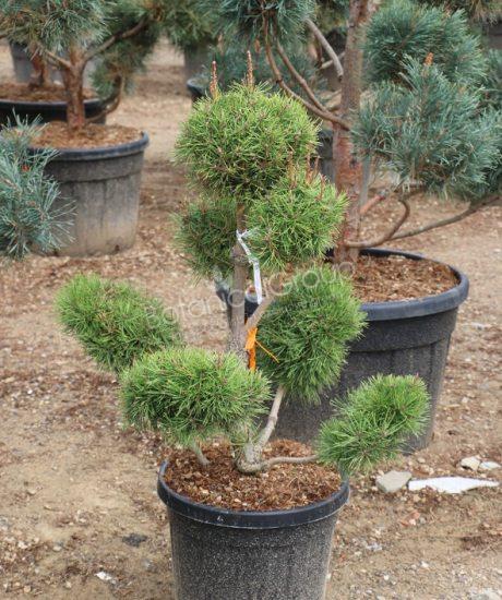 Pinus nigra 'Austriaca'