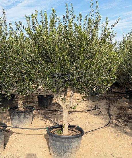 Olijfboom - Olea europaea