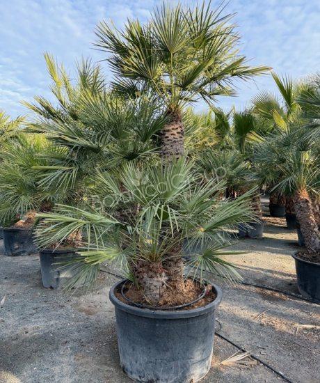 Chamaerops humilis - Europese dwergpalm