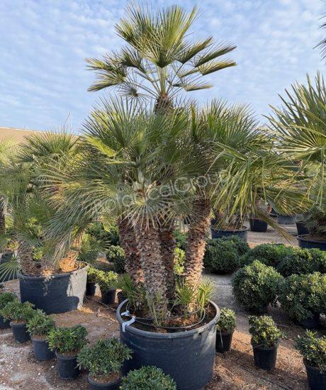 Chamaerops humilis - Europese dwergpalm