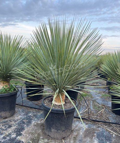 Yucca rostrata - Palmlelie