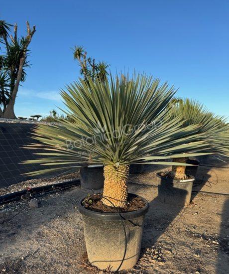 Yucca rostrata - Palmlelie
