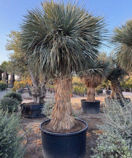Yucca rostrata - Palmlelie
