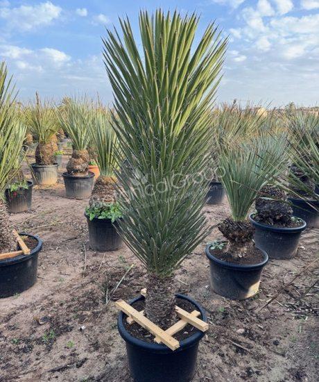 Yucca filifera 