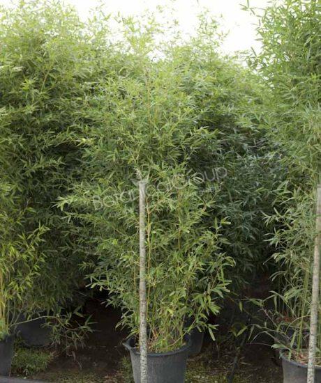 Bamboe groene stengel